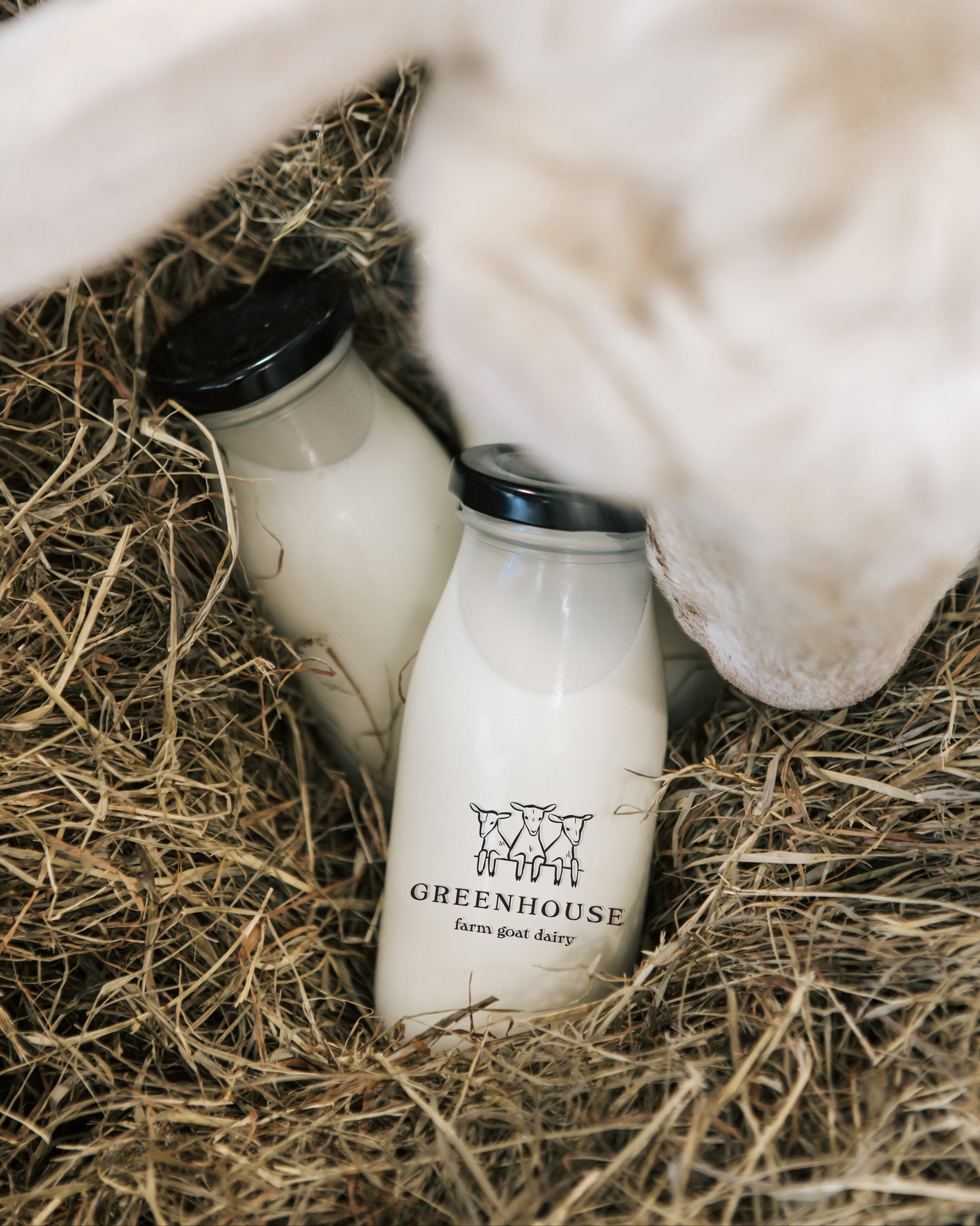 Milk