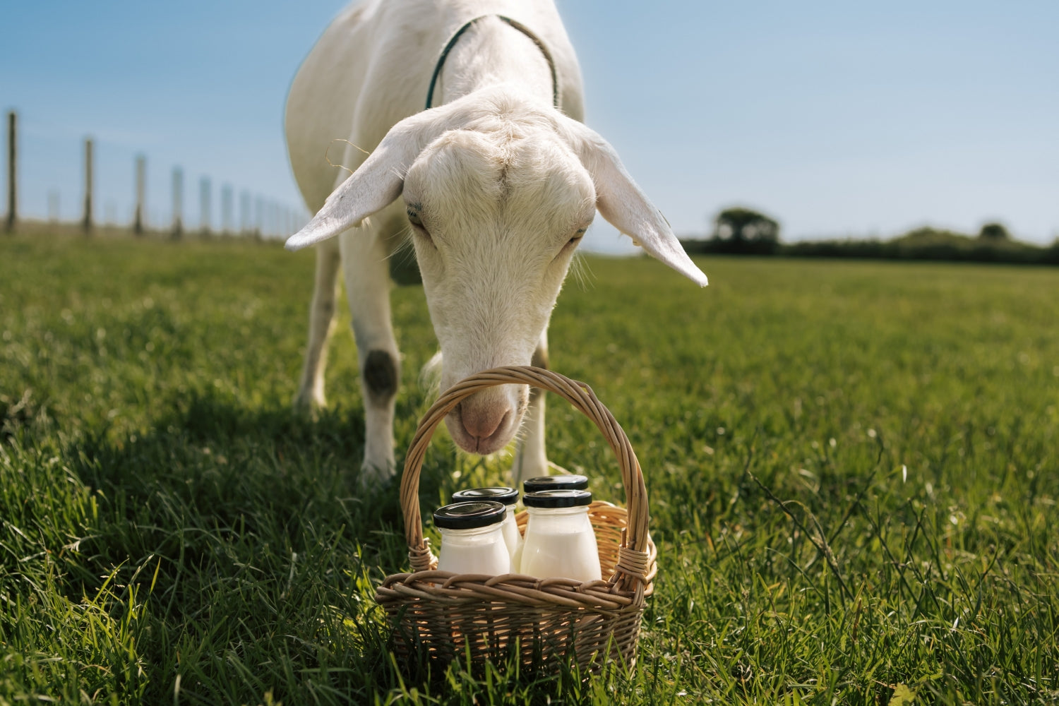 Milk